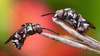 Son dakika: Böcek fotoğrafları yarışmasının kazananı guguklu arılar oldu